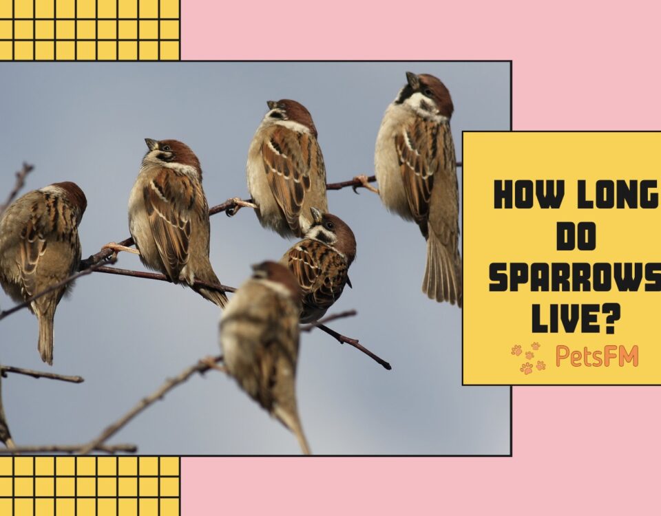 How Long Do Sparrows Live?